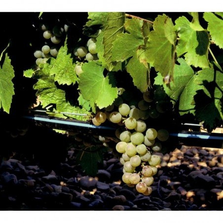 Tropfbewässerungsrohr 16 mm | Selbstkompensierende Tropfer Alle 33 cm | Rolle mit 350 Metern Schwarz