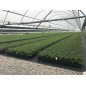 Pack 10 Nebulizadores Fogger 2 salidas, sistema enfriamiento profesional agrícola Pack 10 Nebulizadores Fogger 2 salidas, sistema enfriamiento profesional agrícola
