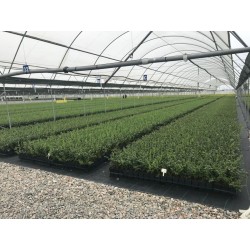 50 Stück Fogger Vernebler 2 Ausgänge.  Professionelles landwirtschaftliches Kühlsystem durch Vernebelung