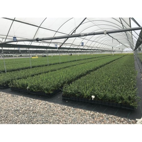 Single-outlet Fogger. Professional agricultural misting cooling system.