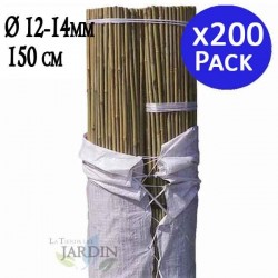 Pack 200 x Tutores de Bambú 150 cm, 12-14 mm. Varillas de bambú, caña bambú ecológica para sujetar árboles, plantas y hortalizas