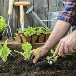 Planteur de jardin étroit, manche en bois