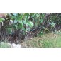Pack 100 Gotero Autocompensante 8 Litros | Goteros desmontables para Riego, Plantas, Macetas, Microtubo y Tuberia 16mm Pack 100 Gotero Autocompensante 8 Litros | Goteros desmontables para Riego, Plantas, Macetas, Microtubo y Tuberia 16mm