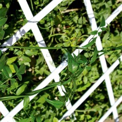  White PVC lattice 100 x 300 cm for garden