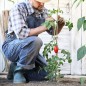 Pack 500 Tutor de Bambu 90 cm (6-8 mm) | Varillas de bambu para Plantas y Arboles | Tutores para Tomates y Plantas trepadoras Pack 500 Tutor de Bambu 90 cm (6-8 mm) | Varillas de bambu para Plantas y Arboles | Tutores para Tomates y Plantas trepadoras