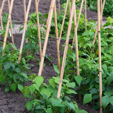 25 x Tutor de bambú 120 cm, diámetro 9-12 mm. Varillas de bambú, varillas para plantas, color natural