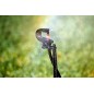 360º irrigation micro-sprinkler. 360º irrigation micro-sprinkler.