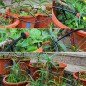 100pcs Drip Irrigation Heads Adjustable Irrigation Drippers for Garden Lawn Pots Irrigation Drip System 100pcs Drip Irrigation Heads Adjustable Irrigation Drippers for Garden Lawn Pots Irrigation Drip System