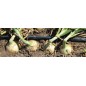  Pack 125 m DRIP IRRIGATION Tape 16mm.  DRIPPERS EVERY 20 cm + 5 main tube connection keys + 10 plugs