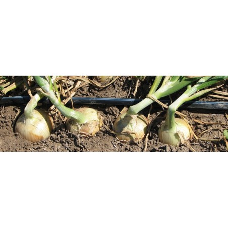 Fita de irrigação por gotejamento de 16 mm, 250 metros. Medidor de espessura de parede de 8 mil. Gotejadores de 1,16 l/h por 20 