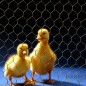 13mm hexagonal metal mesh, 1 x 50 meters of agricultural fencing 13mm hexagonal metal mesh, 1 x 50 meters of agricultural fencing