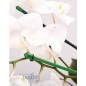 Lot de 10 Tuteur en bambou plastifié 180 cm, diamètre de bambou 14-16 mm. Tiges de bambou écologiques pour attacher les arbres Lot de 10 Tuteur en bambou plastifié 180 cm, diamètre de bambou 14-16 mm. Tiges de bambou écologiques pour attacher les arbres
