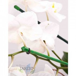 Pack 25 Tutor de Bambú plastificado 180 cm (14-16mm), Varillas para Plantas y Árboles, Tutores para Tomates y Plantas trepadoras