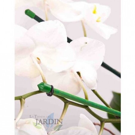 Pack of 10 laminated bamboo tutors, 180 cm, 14-18 mm diameter