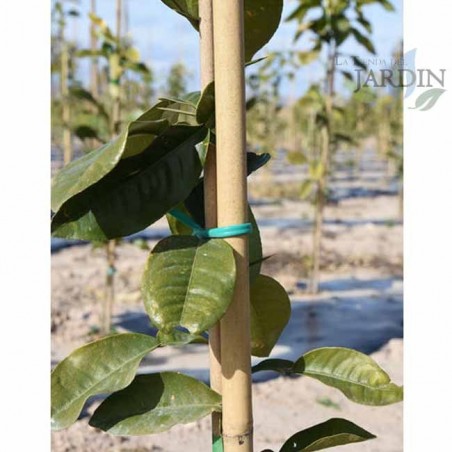 100 x Tutor de bambu natural 150 cm, 10-12 mm. Varillas de bambu ecologicas para sujetar arboles, plantas y hortalizas