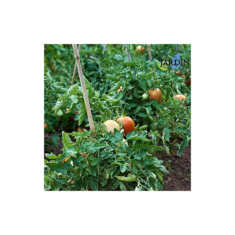 Accessoire Potager Bio Tuteurs Bambou Naturel CULTIVERS 180cm - Lot De 30 - Pour Tomates Et Plantes Grimpantes Accessoire Potager écologique