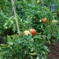200 Stück Bambusstützen für Pflanzen 150 cm (10-12 mm) – Bambusstäbe, Stützen für Pflanzen, Gemüse, Tomaten, Bambusstäbe 200 Stück Bambusstützen für Pflanzen 150 cm (10-12 mm) – Bambusstäbe, Stützen für Pflanzen, Gemüse, Tomaten, Bambusstäbe