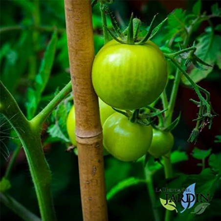 Pack 100 x Tutor de Bambú natural 100 cm, 10-12 mm. Varillas de bambú ecológcias para sujetar árboles, plantas y hortalizas