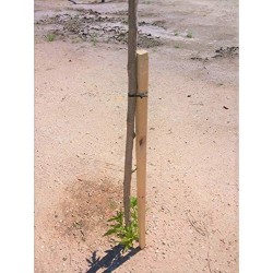 Lot de 20 Tuteur en bois 150 cm Ø 5 cm | Tuteurs avec Pointe | Poteaux en Bois | Piquets de Fixation | Piquets de Jardin