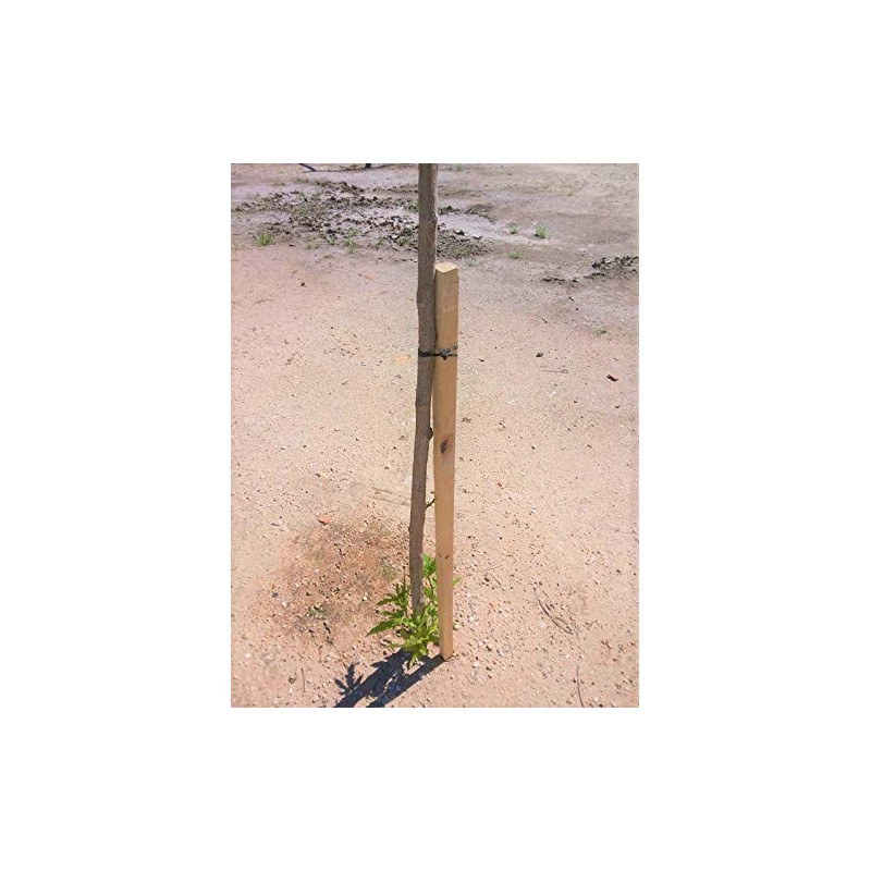 Timbermik Kit Complet Tuteur Arbre 240 Cm ø 6 Cm Tuteur Bois Avec 3 Piquets 3 Sangles Noires 6 Demi Palissades Support Arbre Fixation Plantes Jardin