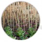 50 x Tuteur en Bambou 180 cm, 12-14 mm. Baguettes de bambou, canne de bambou écologique pour soutenir les arbres