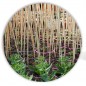 Pack de 50 tuteurs en bambou 180 cm (12-14 mm) | Tiges de bambou pour plantes et arbres | Tuteurs pour tomates et plantes grimpa Pack de 50 tuteurs en bambou 180 cm (12-14 mm) | Tiges de bambou pour plantes et arbres | Tuteurs pour tomates et plantes grimpa