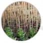 10 x Tutor de bambu natural 120 cm, 9-12 mm. Varillas de bambu ecologicas para sujetar arboles, plantas y hortalizas