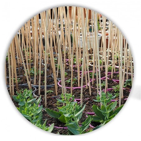 Pack 100 x Tutores de Bambú 120 cm, 9-12 mm. Varillas de bambú, caña bambú ecológica para sujetar árboles, plantas y hortalizas