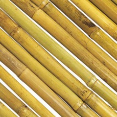 Lackierter Bambus 1,5 x 3 Meter, Kaschierung 100% mit Innendraht vernäht