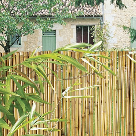Canne de Bambou verni 2 x 3 mètres, dissimulation à 100 % avec piquage intérieur en fil métallique