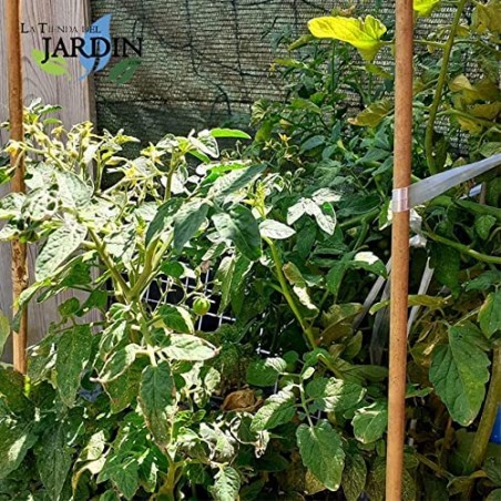 Lot de 200 tuteurs en bambou naturel, 100 cm, 8-10 mm. Poteaux en bambou écologiques pour soutenir arbres, plantes et légumes.