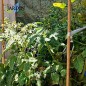 Lot de 200 Tuteur en Bambou 100 cm, 8-10 mm, Tubes en Bambou pour Plantes et Arbres, Baguettes de bambou, Canne de bambou, Tuteu Lot de 200 Tuteur en Bambou 100 cm, 8-10 mm, Tubes en Bambou pour Plantes et Arbres, Baguettes de bambou, Canne de bambou, Tuteu