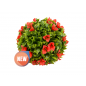 Sfera decorativa color rubino di 33 cm per completare la decorazione di interni o esterni. Aspetto naturale della pianta Sfera decorativa color rubino di 33 cm per completare la decorazione di interni o esterni. Aspetto naturale della pianta