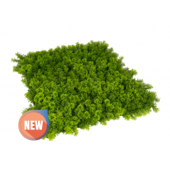 Vertical Garden Wild 50 x 50 cm (Pack 4). They create environments of great originality and freshness
