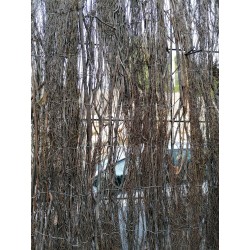 Brise vue en Brande de Bruyère, Maille de bruyère 2 x 3 m, dissimulation à 90% clôture pour terrasses et jardins
