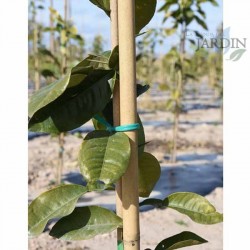 50 x Tutor de bambu natural 105 cm, 8-10 mm. Varillas de bambu ecologicas para sujetar arboles, plantas y hortalizas