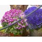 Drip Irrigation Pack 16mm: 50 tea + 50 elbow +50 link + 10 cap. Drip Irrigation Pack 16mm: 50 tea + 50 elbow +50 link + 10 cap.