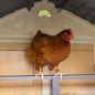 Gallinero de Hobby Familiar, Recomendado para 5 Gallinas, UV, 159x126x128 cm Gallinero de Hobby Familiar, Recomendado para 5 Gallinas, UV, 159x126x128 cm