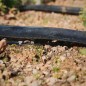 EXUDIERENDES Textilband für Tropfbewässerung mit 16 mm Durchmesser. Poröses Rohr von 25 Metern. Bewässert durch die Poren seiner EXUDIERENDES Textilband für Tropfbewässerung mit 16 mm Durchmesser. Poröses Rohr von 25 Metern. Bewässert durch die Poren seiner