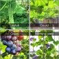 Filet pour Plante Grimpantes, 2x25m Filet Treillis pour Jardin Exterieur,Filet Potager Grimpant,pour Récolte Concombres,Tomates, Filet pour Plante Grimpantes, 2x25m Filet Treillis pour Jardin Exterieur,Filet Potager Grimpant,pour Récolte Concombres,Tomates,