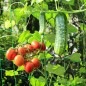 Rete da Picchettamento verde 2 x 10 metri. Piante Rampicanti a Maglia Larga, Cetrioli, Pomodori, Fiori