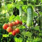 Filet pour Plante Grimpantes, 2x5m Filet Treillis pour Jardin Exterieur,Filet Potager Grimpant,pour Récolte Concombres,Tomates,L