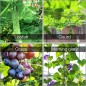 Filet pour Plante Grimpantes, 2x5m Filet Treillis pour Jardin Exterieur,Filet Potager Grimpant,pour Récolte Concombres,Tomates,L