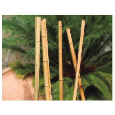 Pacote com 4 x tutor decorativo de bambu 180 cm, 35/40 mm