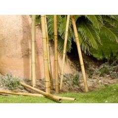 Pack 15 x Tuteur décoratif en bambou 180 cm, 35/40 mm