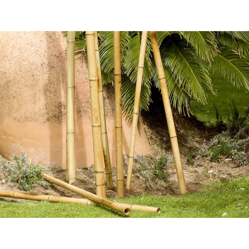 Lot de 15 Tuteur Décoratif Bambou 180 cm, 35/40mm. Tuteurs Ronds en Bois, Piquets de Jardin, Séparation de pièce Lot de 15 Tuteur Décoratif Bambou 180 cm, 35/40mm. Tuteurs Ronds en Bois, Piquets de Jardin, Séparation de pièce