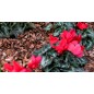 Lot de 2 Substrat Décoratif en Écorce de Pin 15 Kg-70 L, pour plantes, 25-45mm Lot de 2 Substrat Décoratif en Écorce de Pin 15 Kg-70 L, pour plantes, 25-45mm