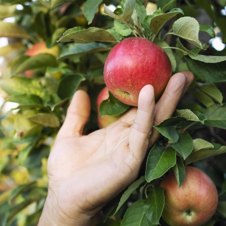 Tubo di protezione per alberi da 120 cm. Proteggi le tue piante da roditori e vari parassiti che possono danneggiare il raccolto