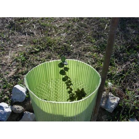 25 x Tube de protection d'arbre 80 cm