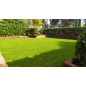 Sparring grass seeds 25 Kg compact resistant Sparring grass seeds 25 Kg compact resistant